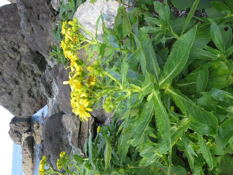 Seaside Ragwort photo 4