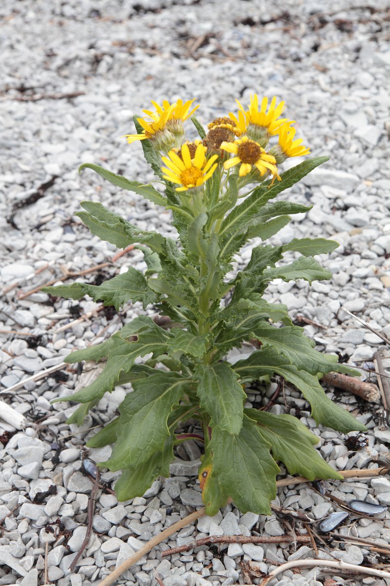 Seaside Ragwort photo 6