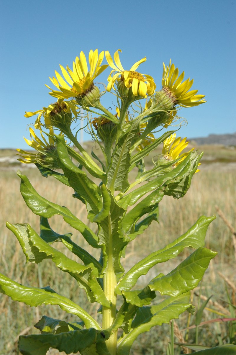 Seaside Ragwort photo 7