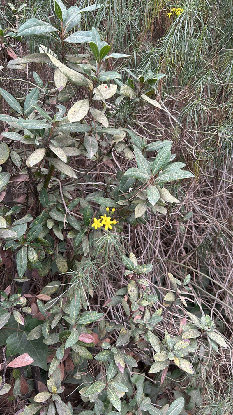 Senecio pseudolongifolius