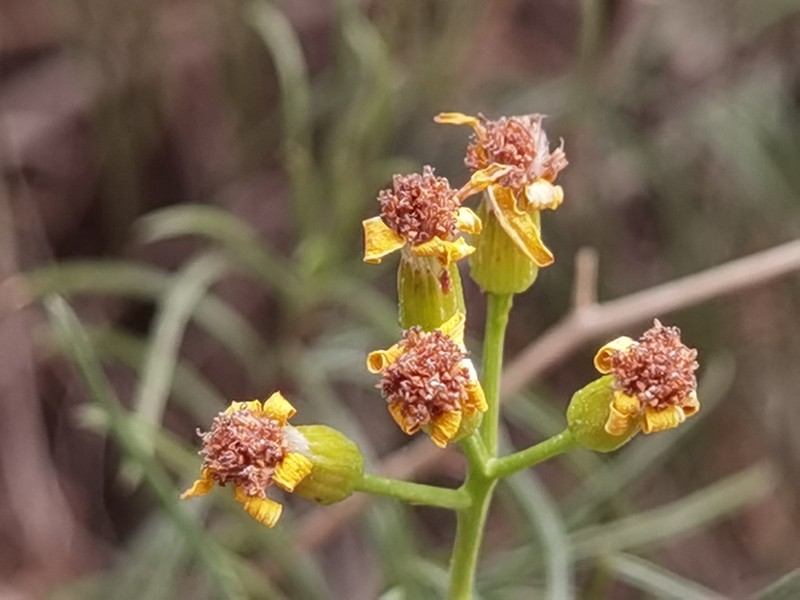 Senecio pseudolongifolius photo 2