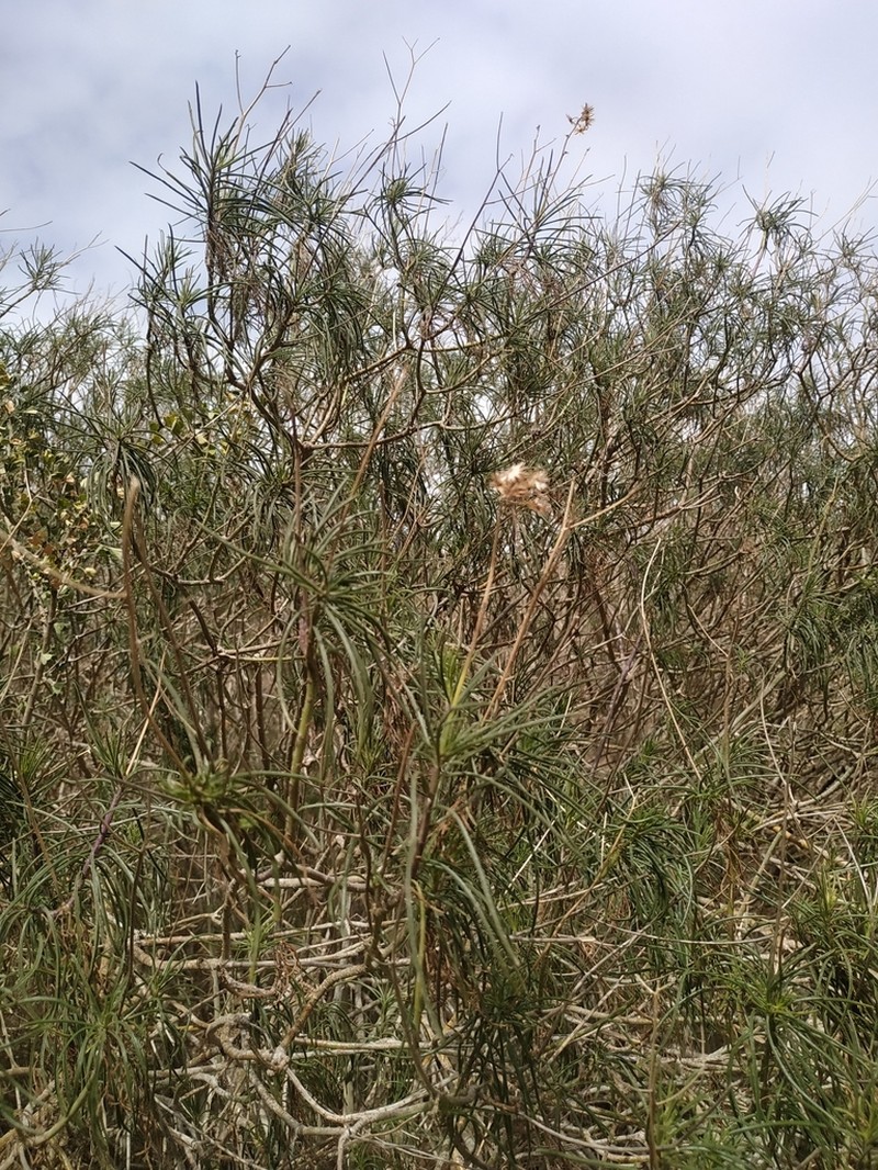 Senecio pseudolongifolius photo 3