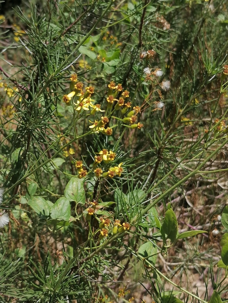 Senecio pseudolongifolius photo 4