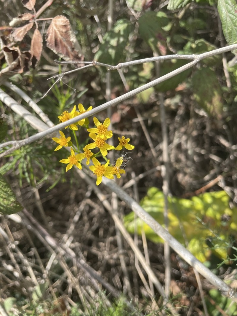 Senecio pseudolongifolius photo 5