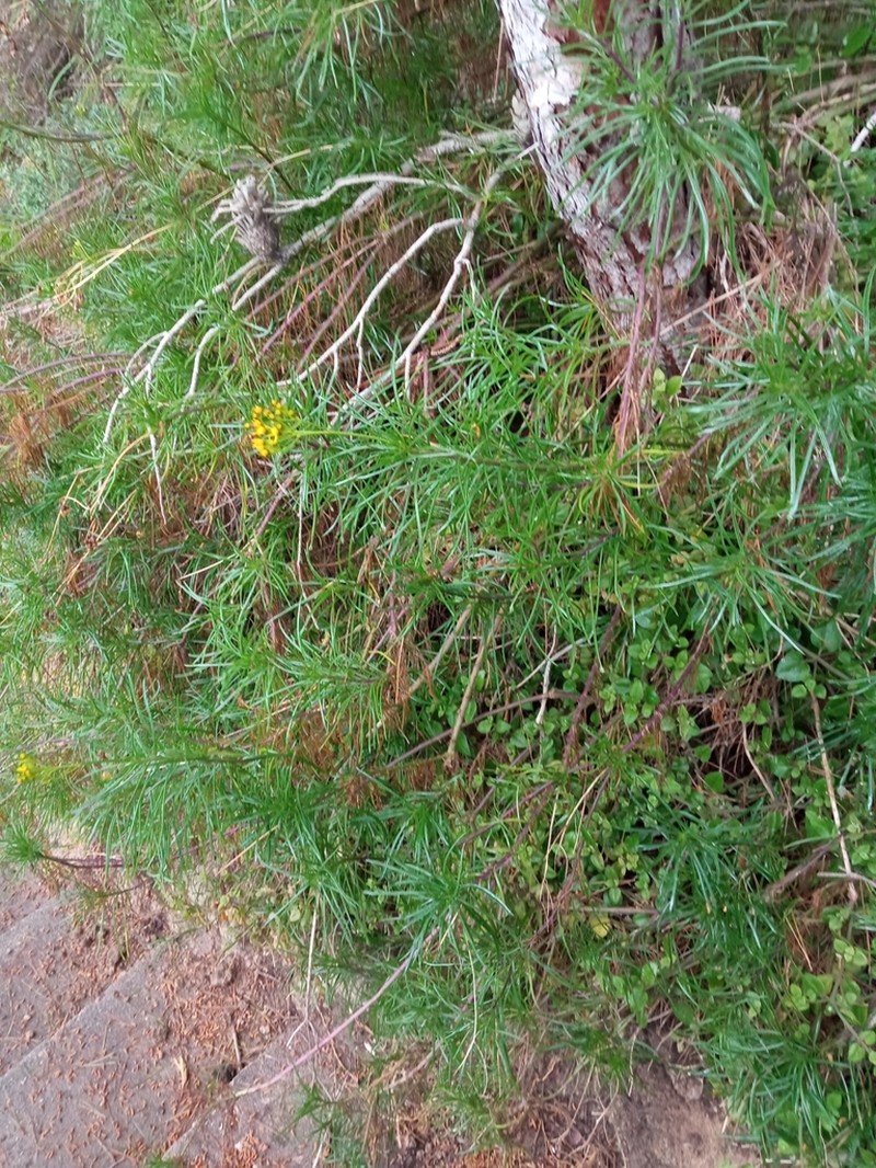 Senecio pseudolongifolius photo 6