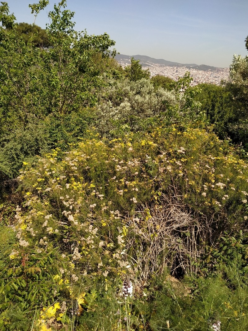 Senecio pseudolongifolius photo 8