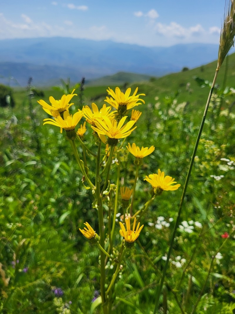 Senecio pseudoorientalis