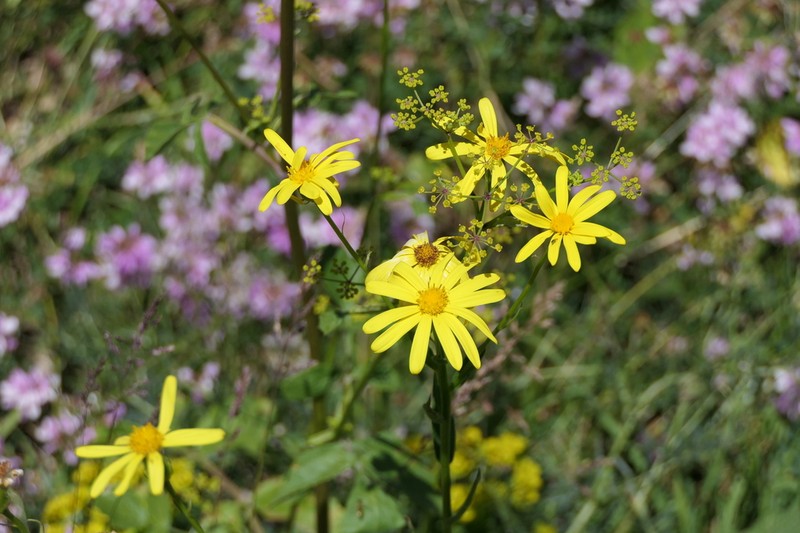 Senecio pseudoorientalis photo 2