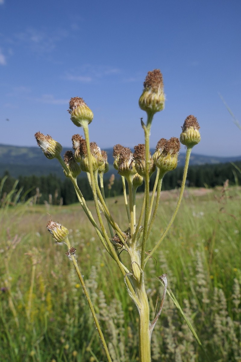 Senecio pseudoorientalis photo 3