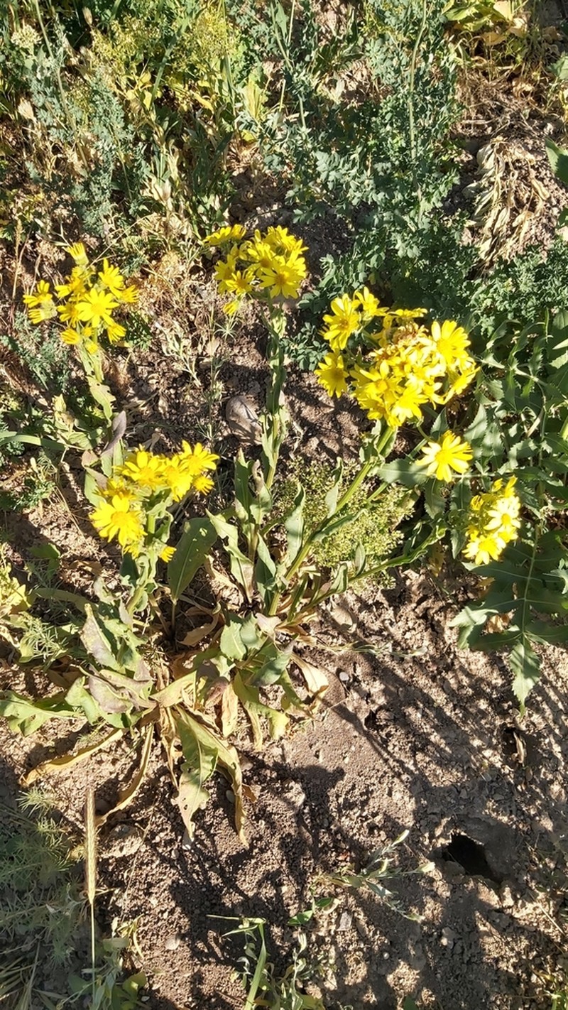 Senecio pseudoorientalis photo 4