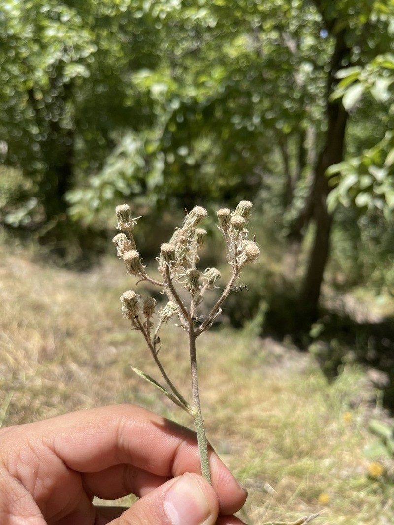Senecio pseudoorientalis photo 5