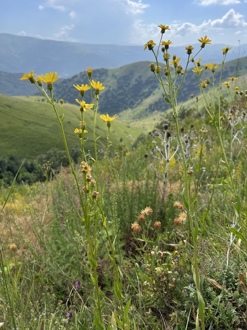 Senecio pseudoorientalis photo 6
