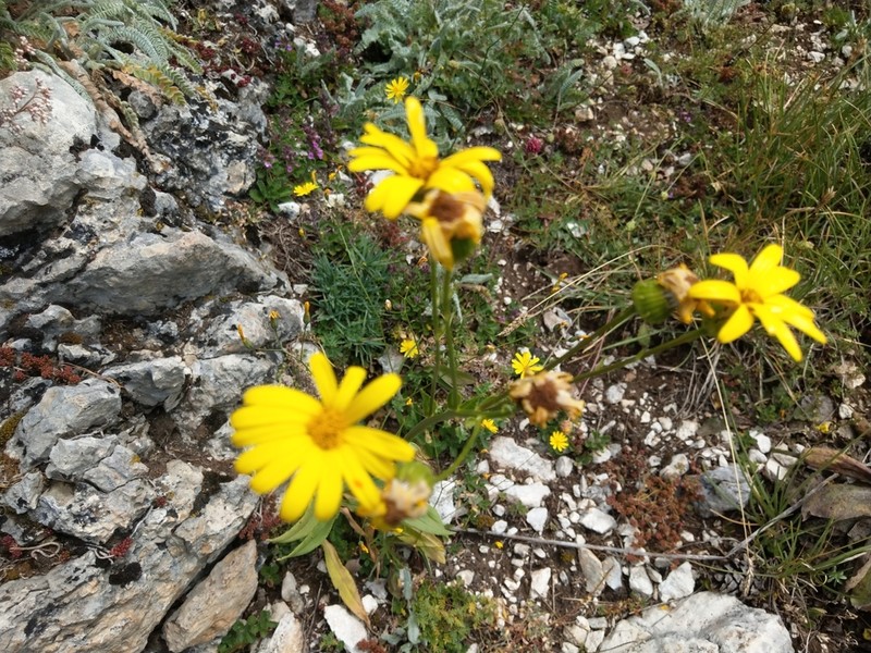 Senecio pseudoorientalis photo 7