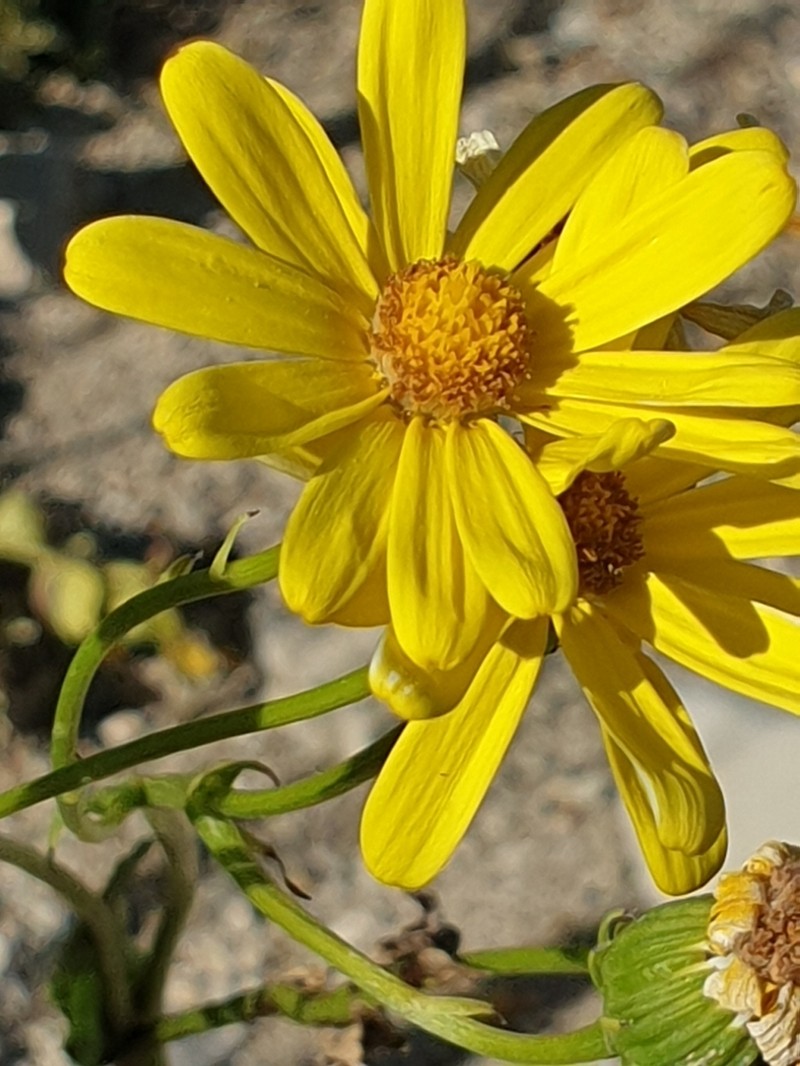 Senecio pseudoorientalis photo 8