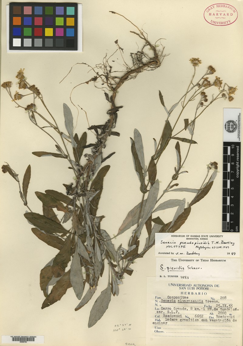 Senecio pseudopicridis