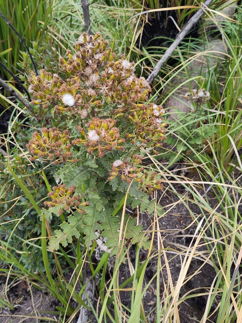 Senecio pseudostigophlebius