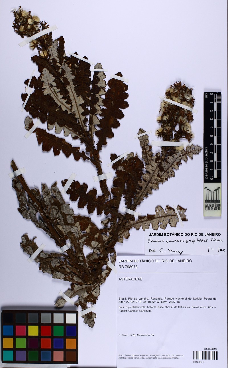Senecio pseudostigophlebius photo 2