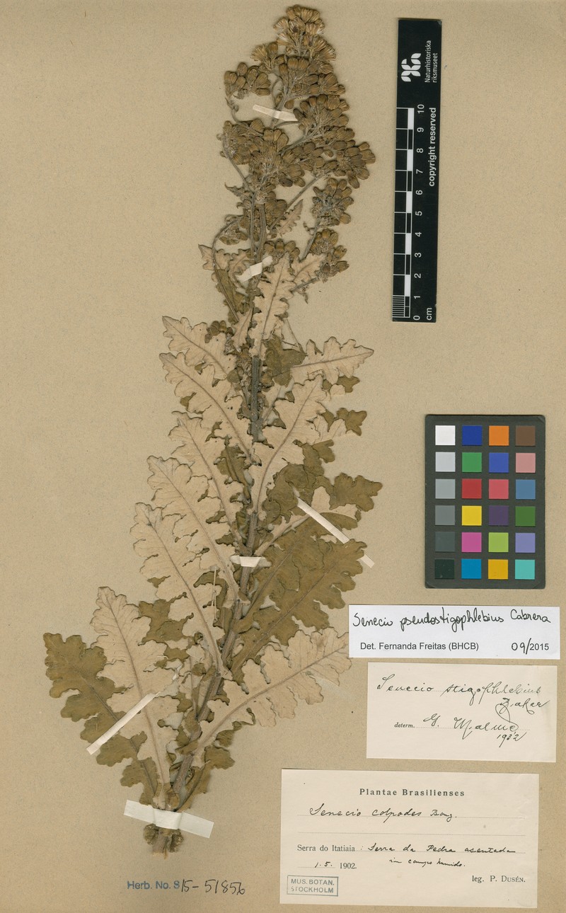 Senecio pseudostigophlebius photo 3