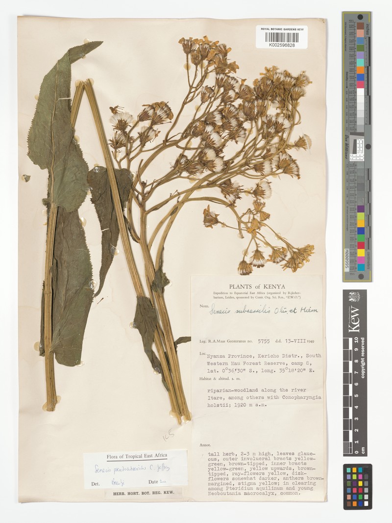 Senecio pseudosubsessilis