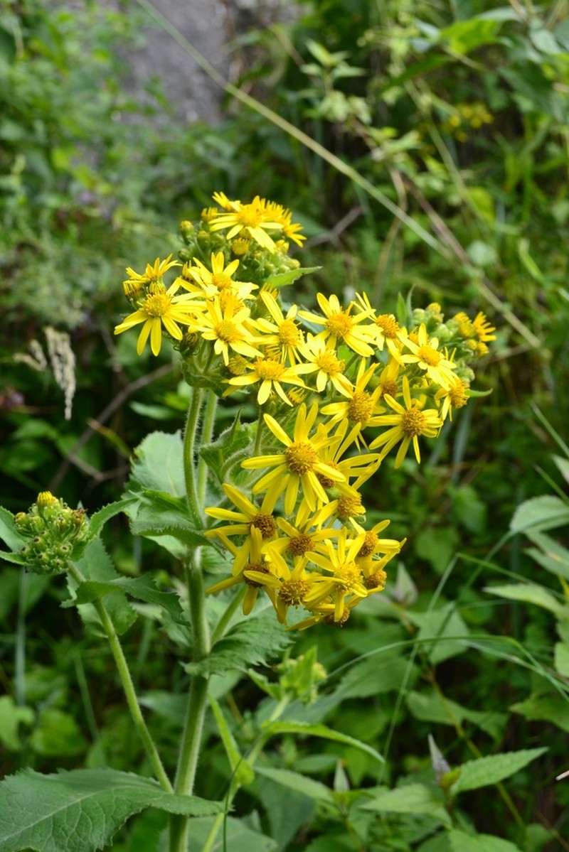 Senecio pseudotites