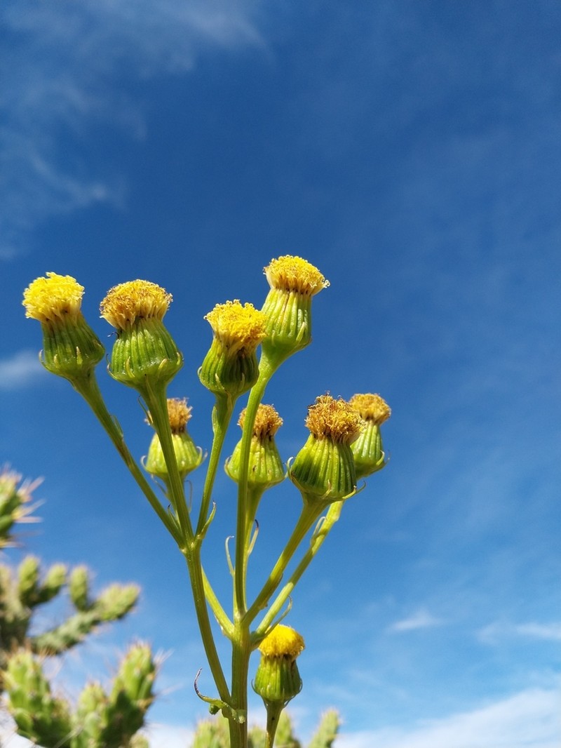 Senecio pseudotites photo 2