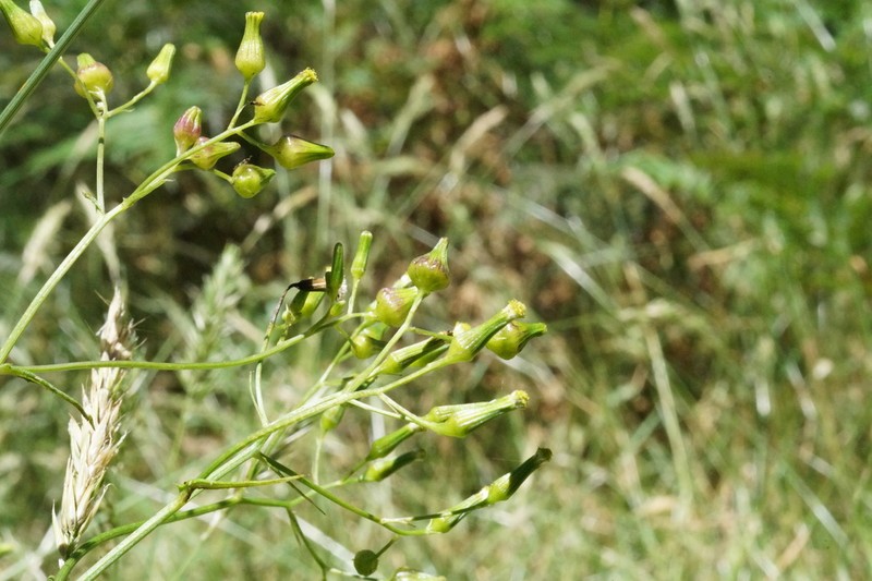 Senecio psilocarpus