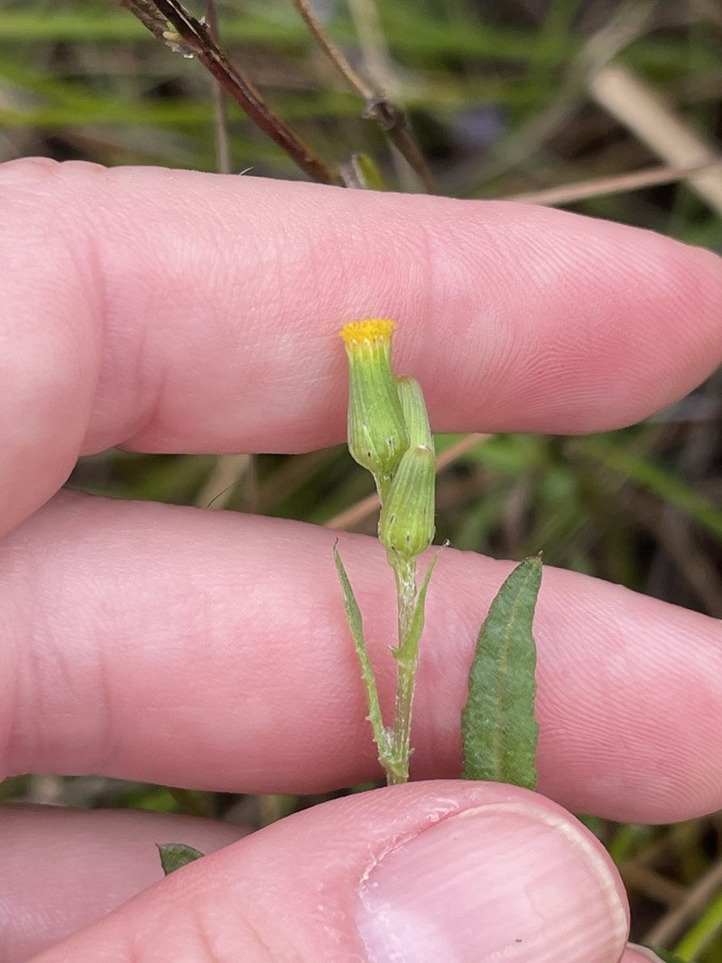 Senecio psilocarpus photo 2
