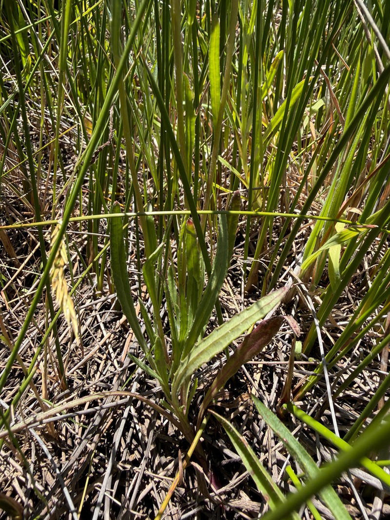 Senecio psilocarpus photo 3