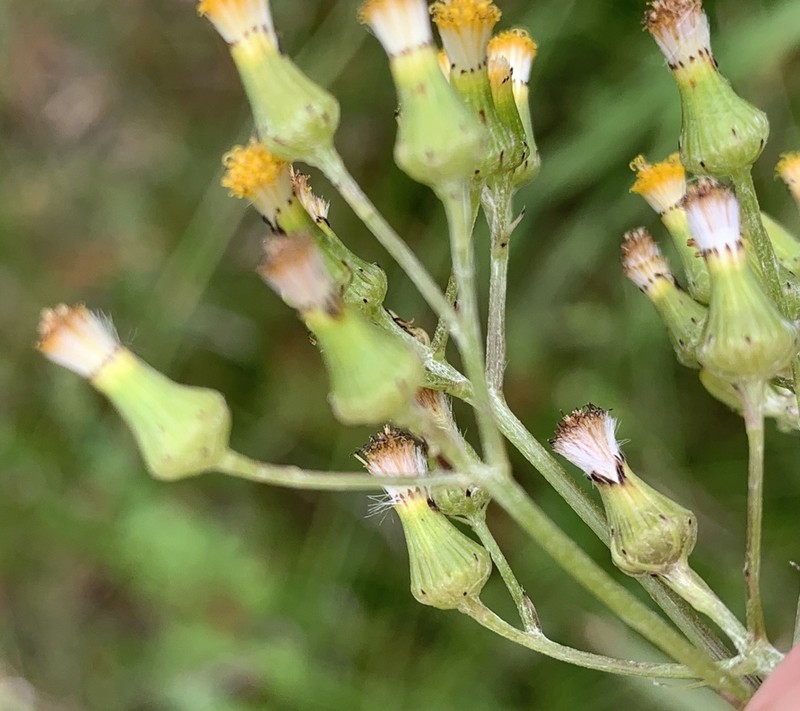 Senecio psilocarpus photo 4