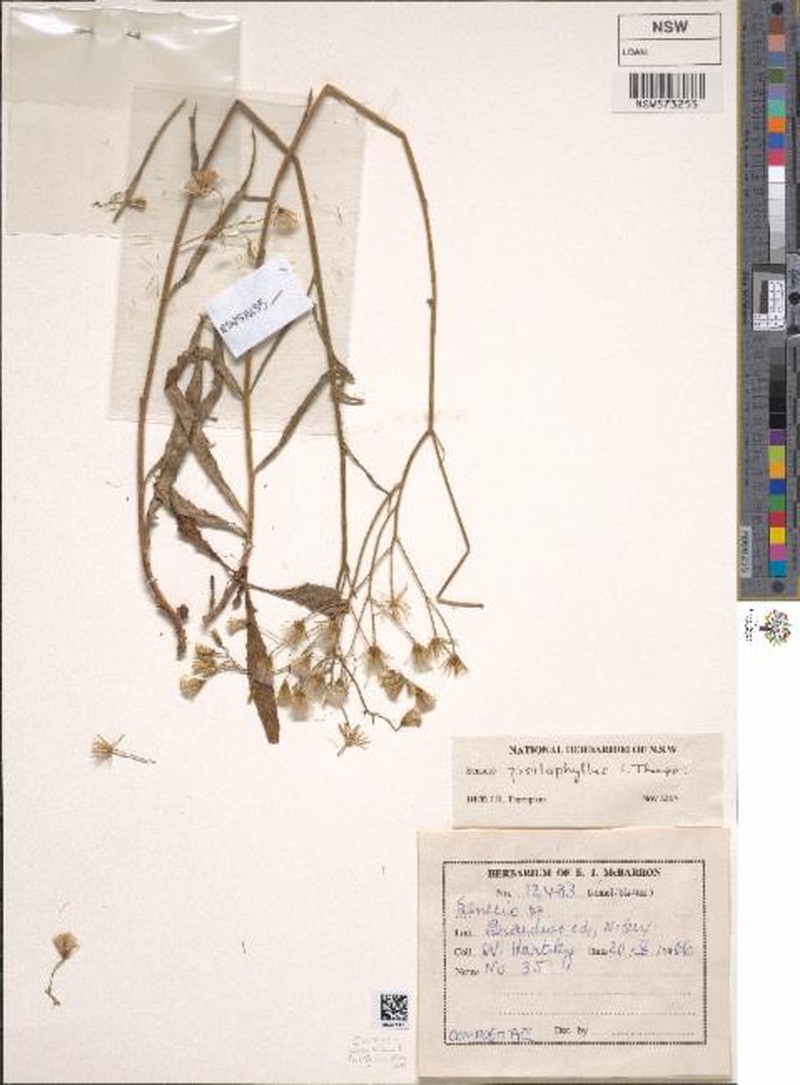 Senecio psilophyllus