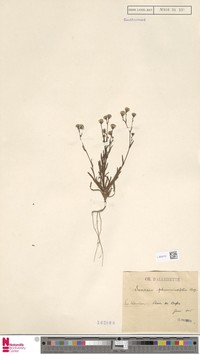 Senecio ptarmicifolius