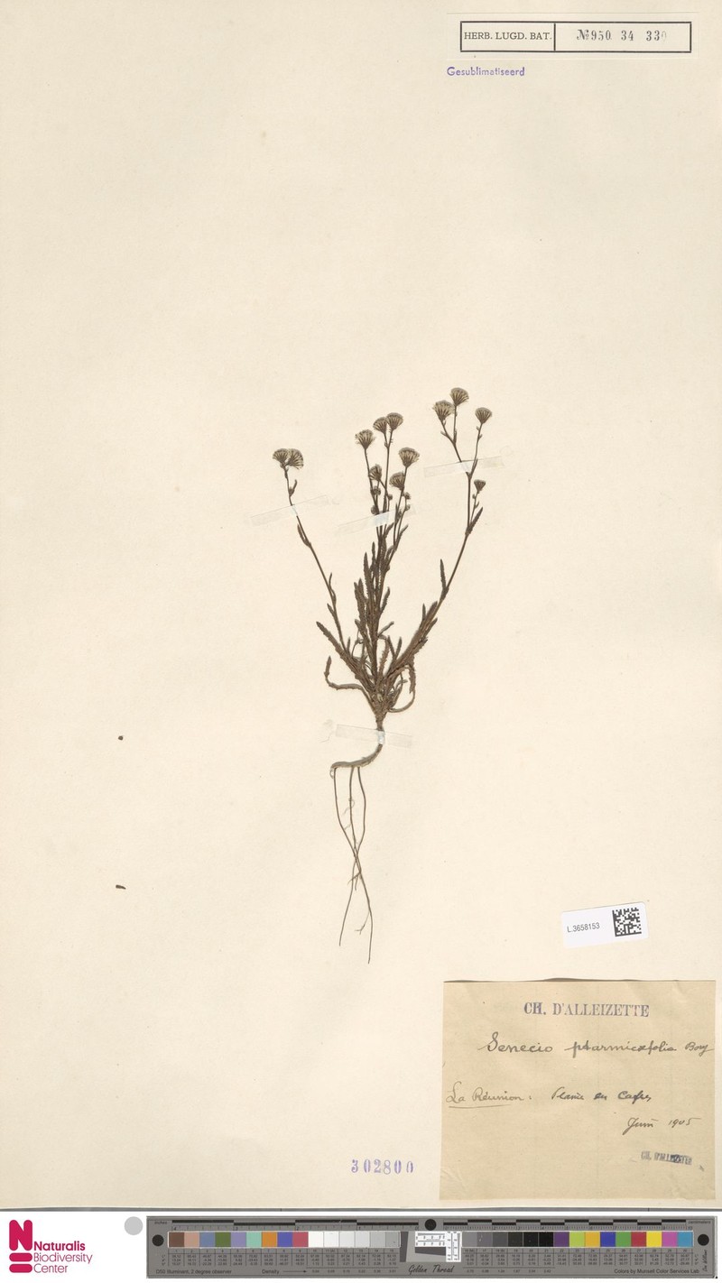 Senecio ptarmicifolius