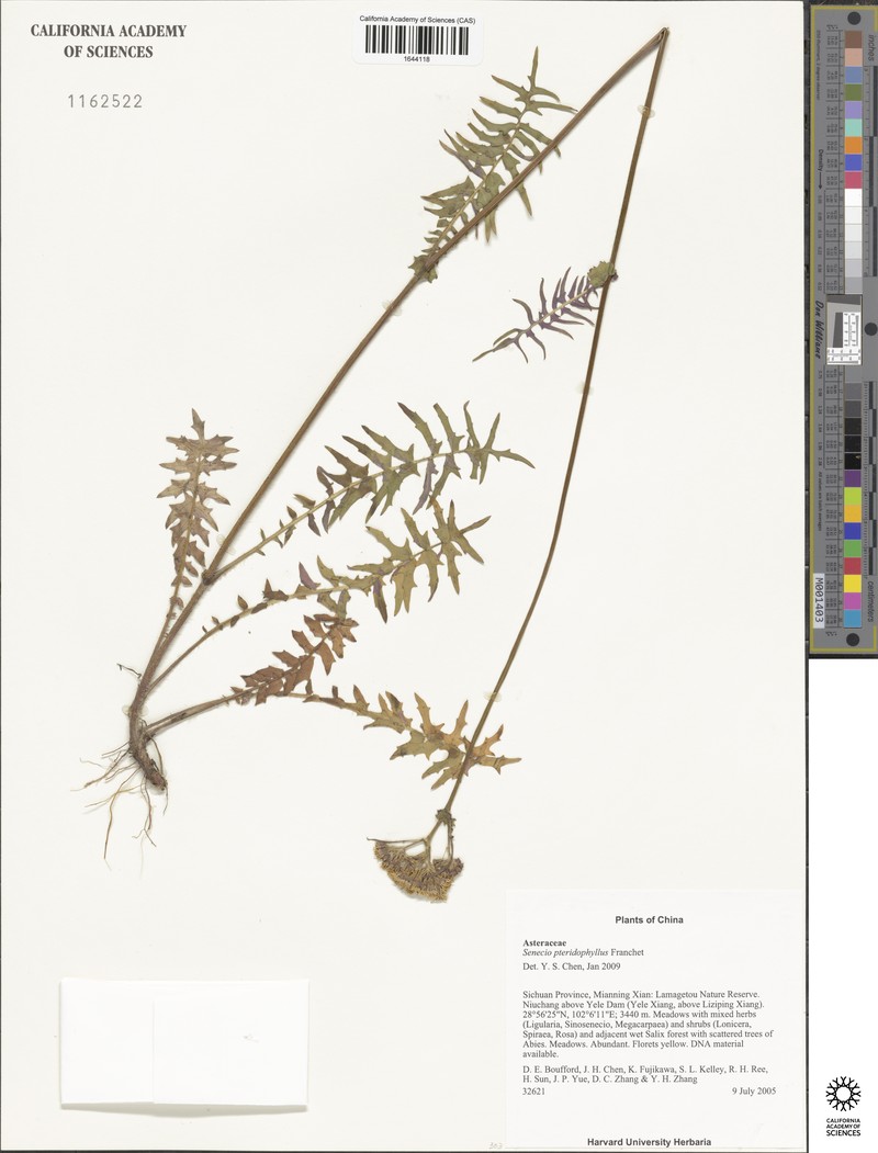 Senecio pteridophyllus