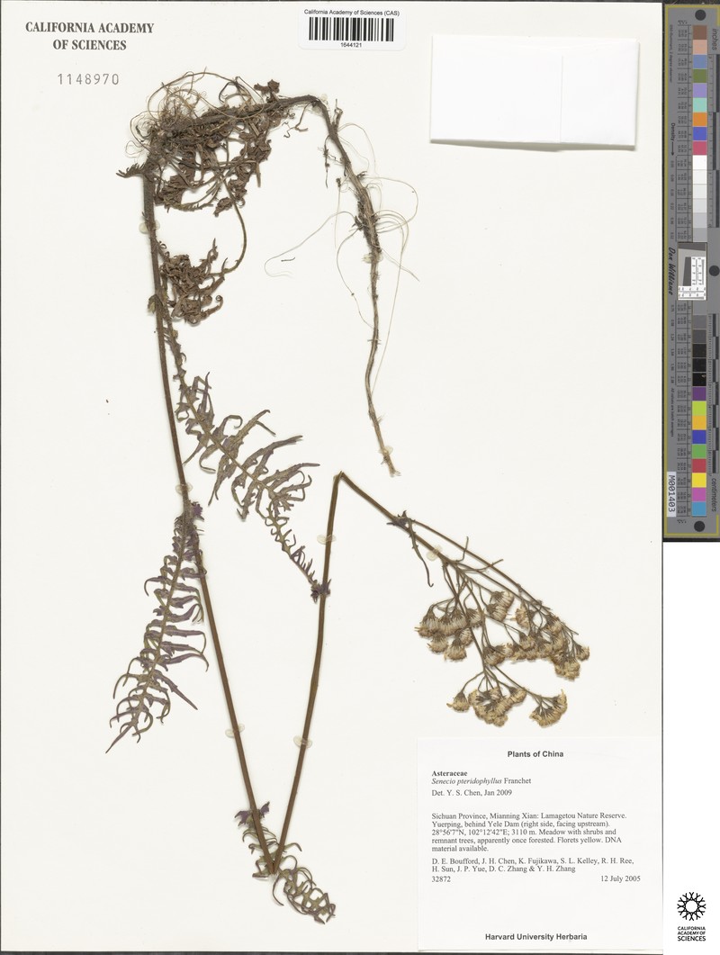 Senecio pteridophyllus photo 2