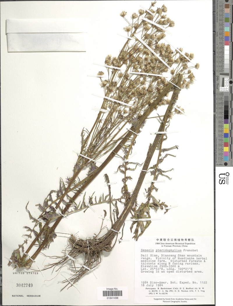 Senecio pteridophyllus photo 3