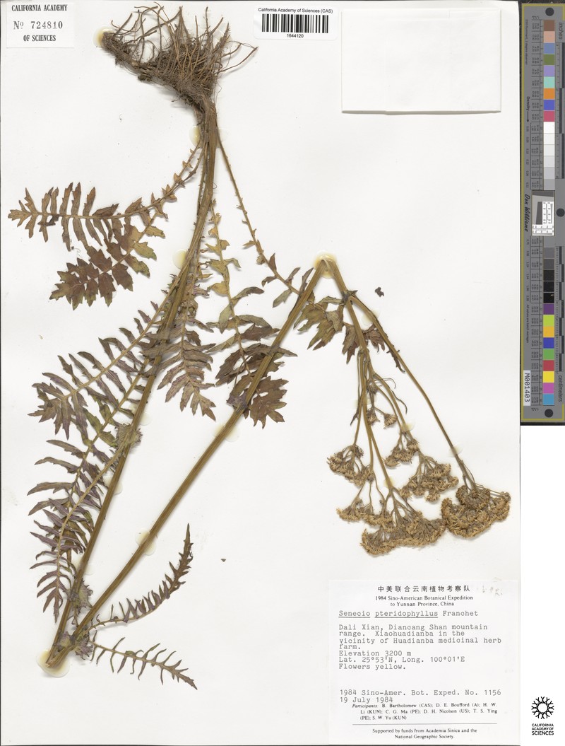 Senecio pteridophyllus photo 4