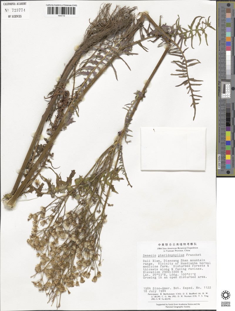 Senecio pteridophyllus photo 5