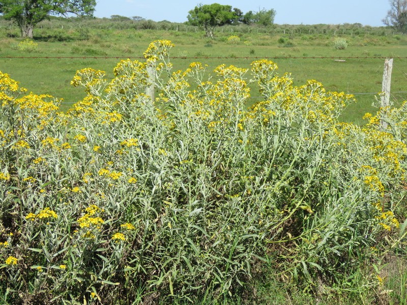 Senecio pterophorus