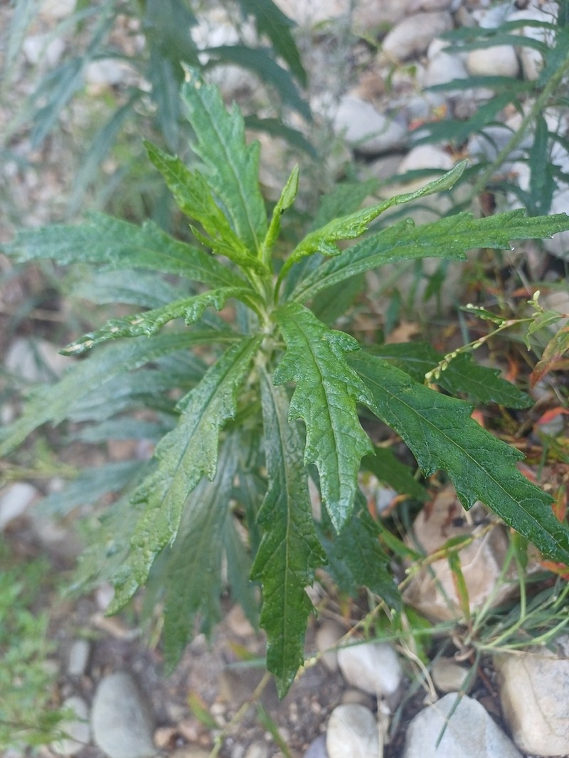 Senecio pterophorus photo 2