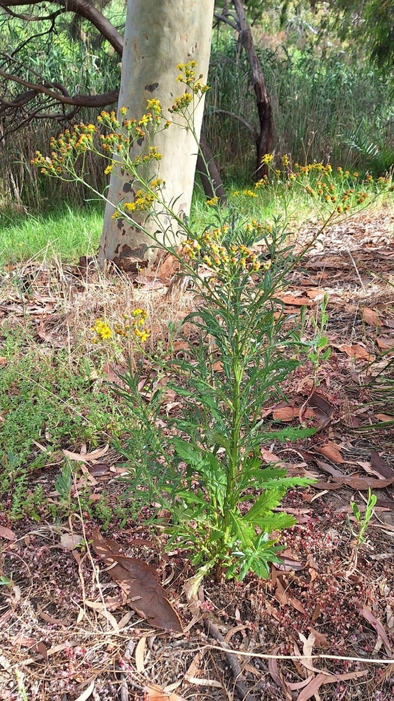 Senecio pterophorus photo 3
