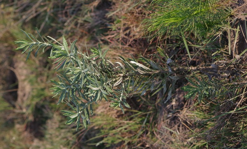 Senecio pterophorus photo 4