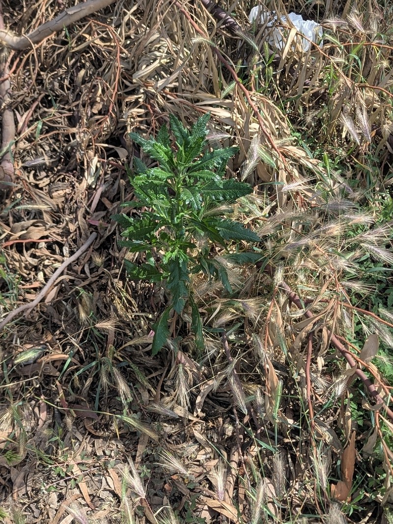 Senecio pterophorus photo 5