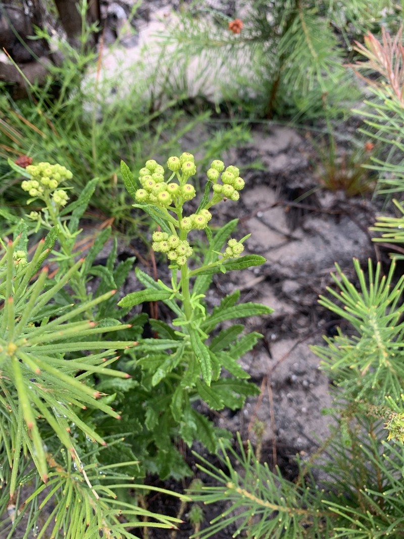Senecio pterophorus photo 6