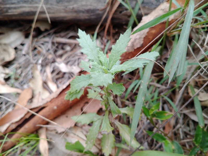 Senecio pterophorus photo 7