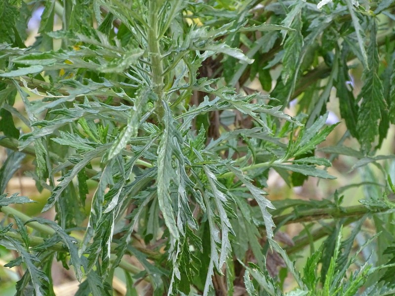 Senecio pterophorus photo 8