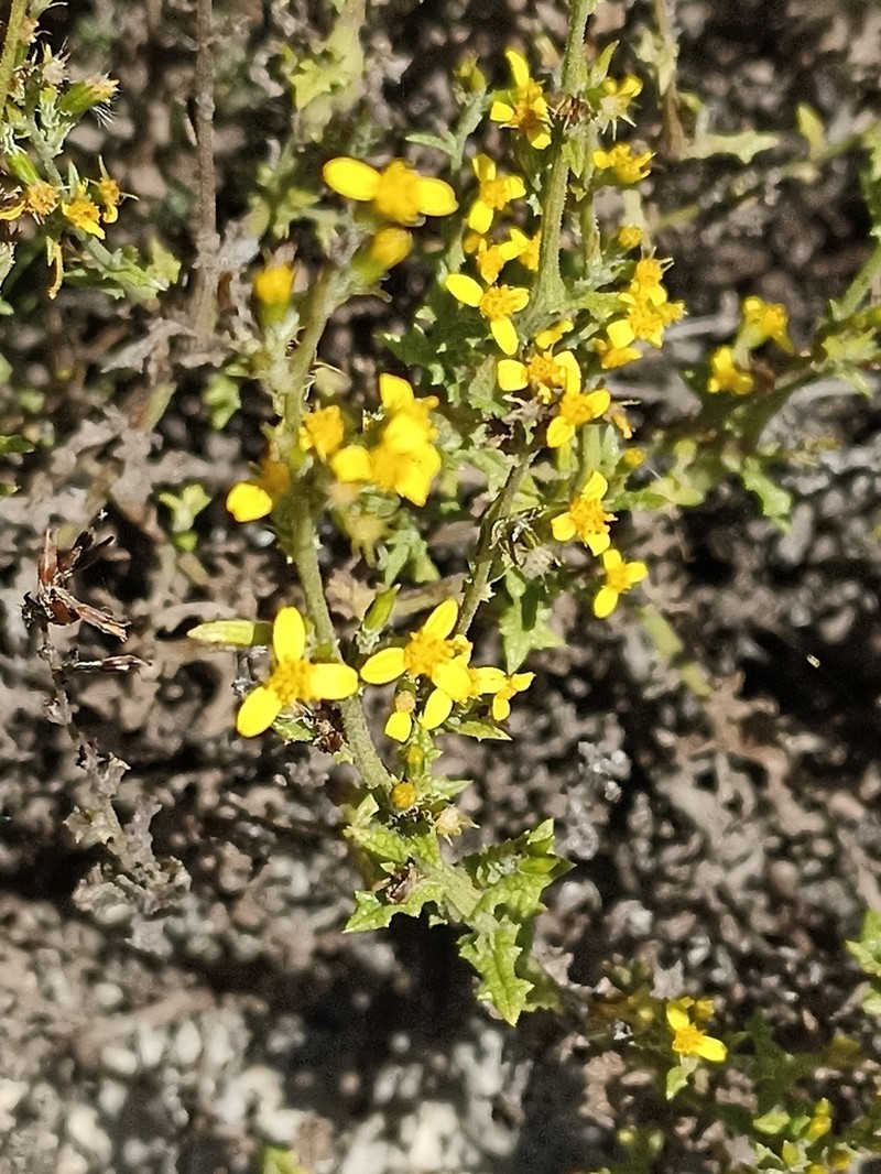Senecio puberulus
