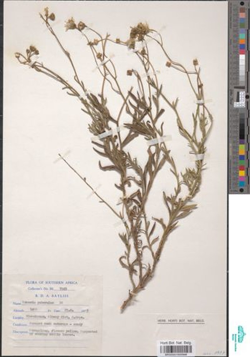 Senecio puberulus photo 3