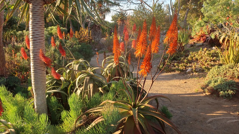 Senecio pubescens