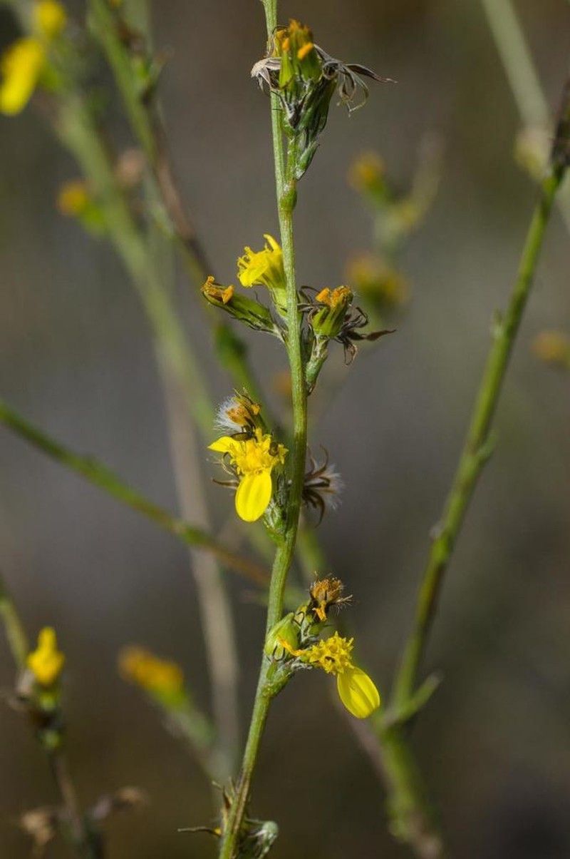 Senecio pubigerus