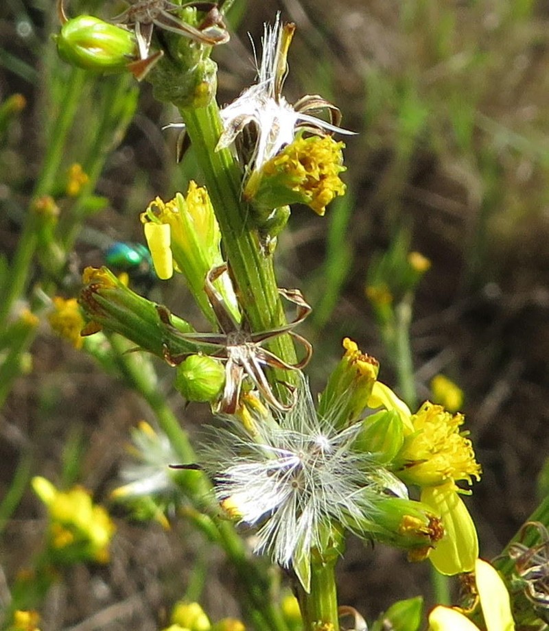 Senecio pubigerus photo 2